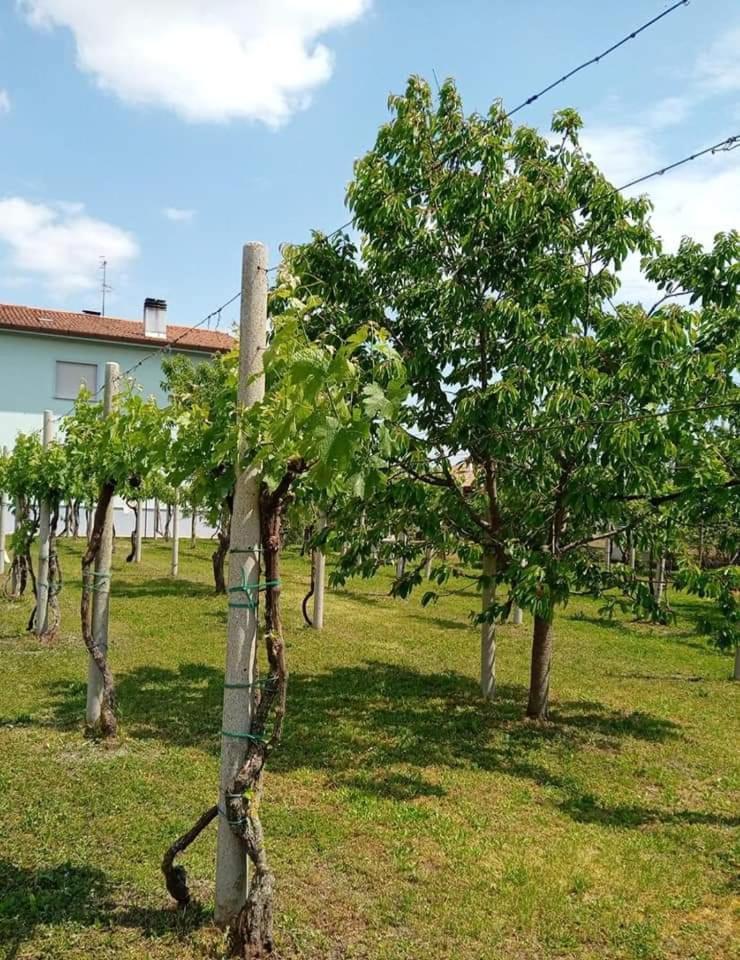 La Cjase Di Pieri E Vilme Bed & Breakfast Udine Dış mekan fotoğraf